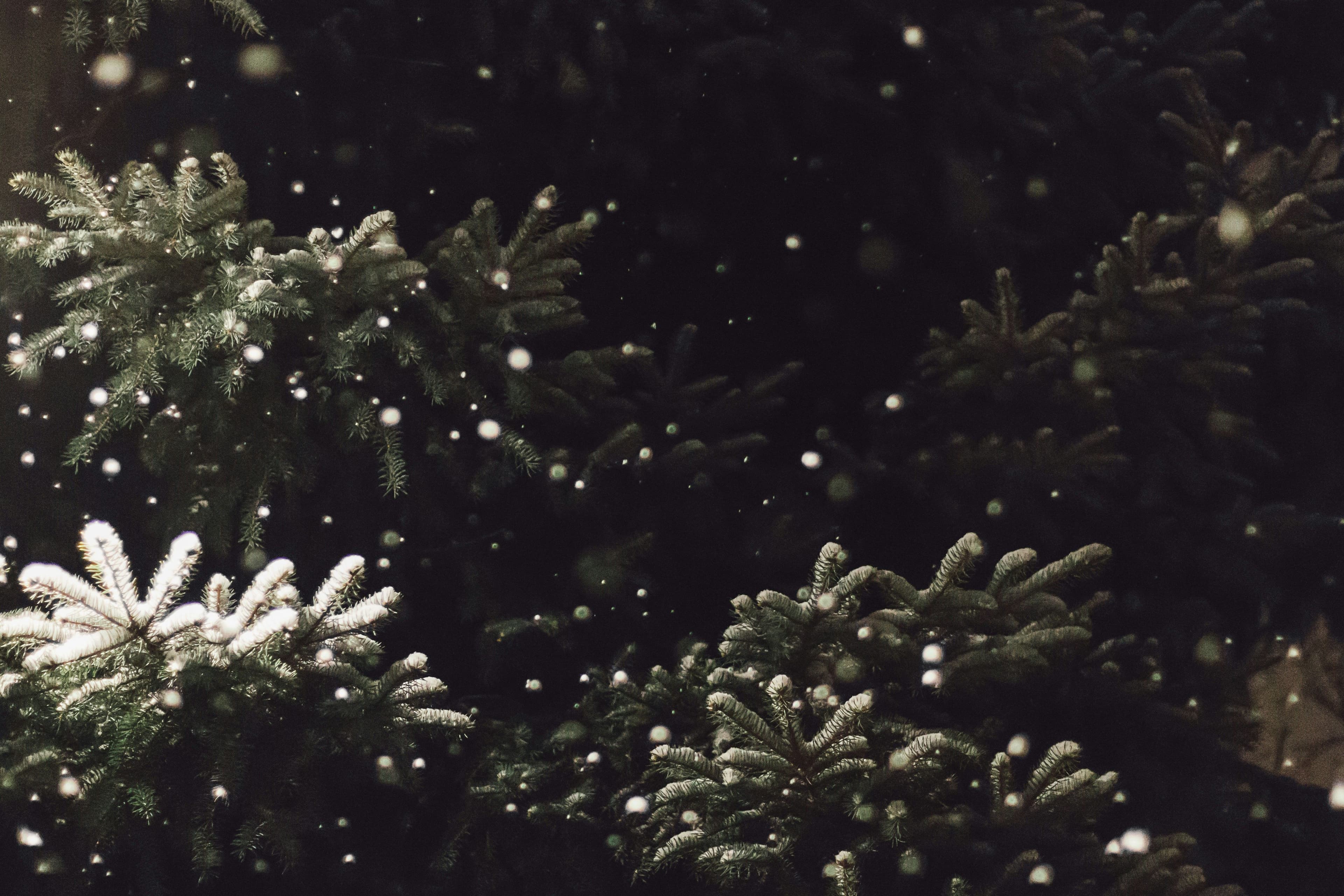 christmas-tree-snowing